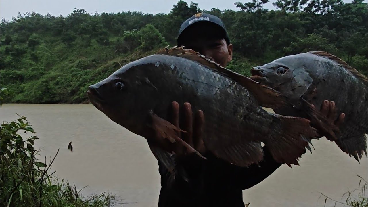 SĂN rô phi Đầu mùa gặp toàn quái phi To chạy kiếp