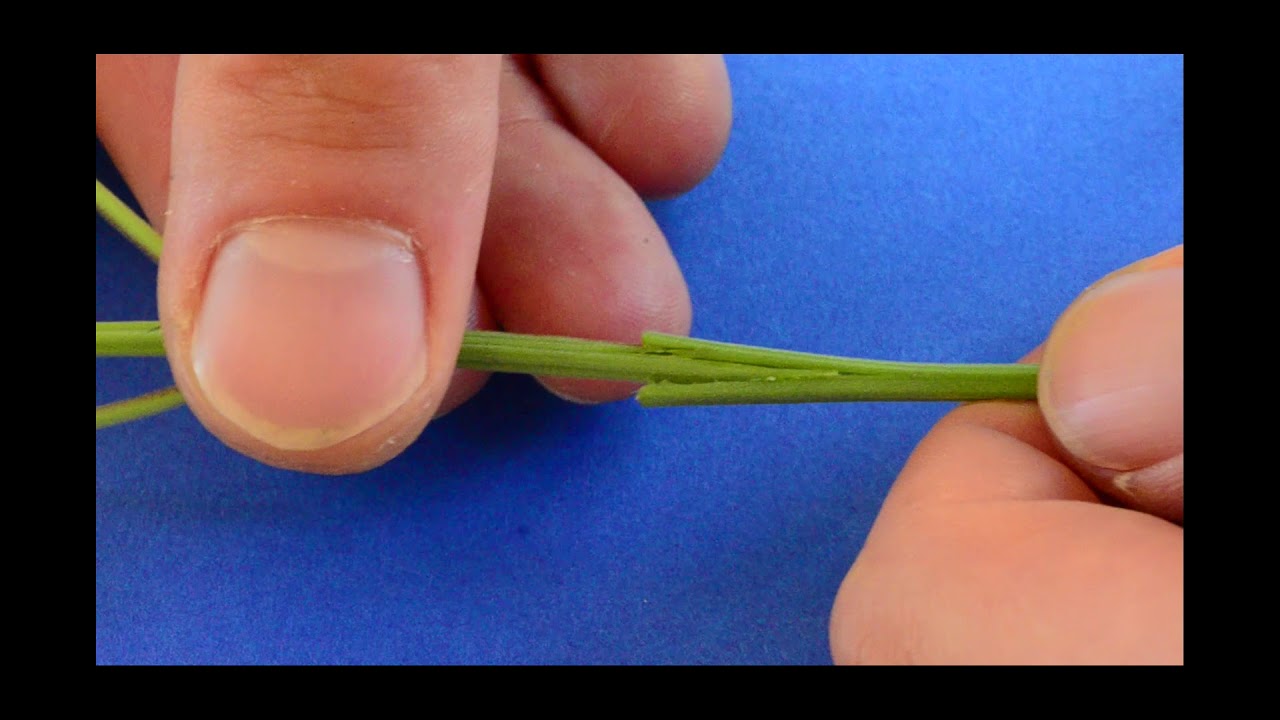 Challenge: Grafting Marijuana part1