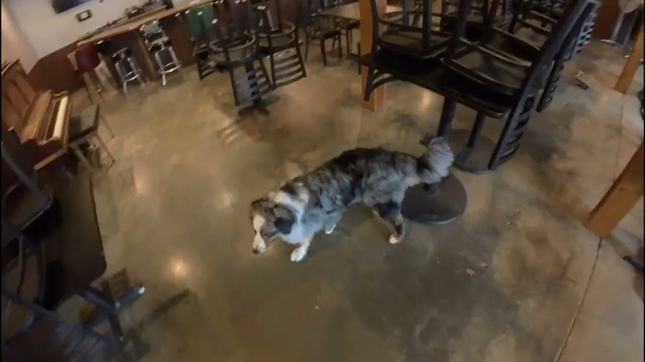 One Year Later, I'm Still Watching This Search Trying to Understand the Odor — AKC Detective