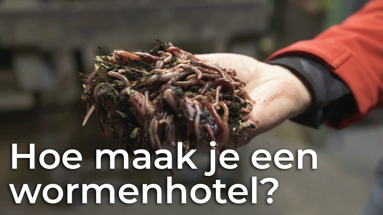 Hoe maak je een wormenhotel? | Het Klokhuis