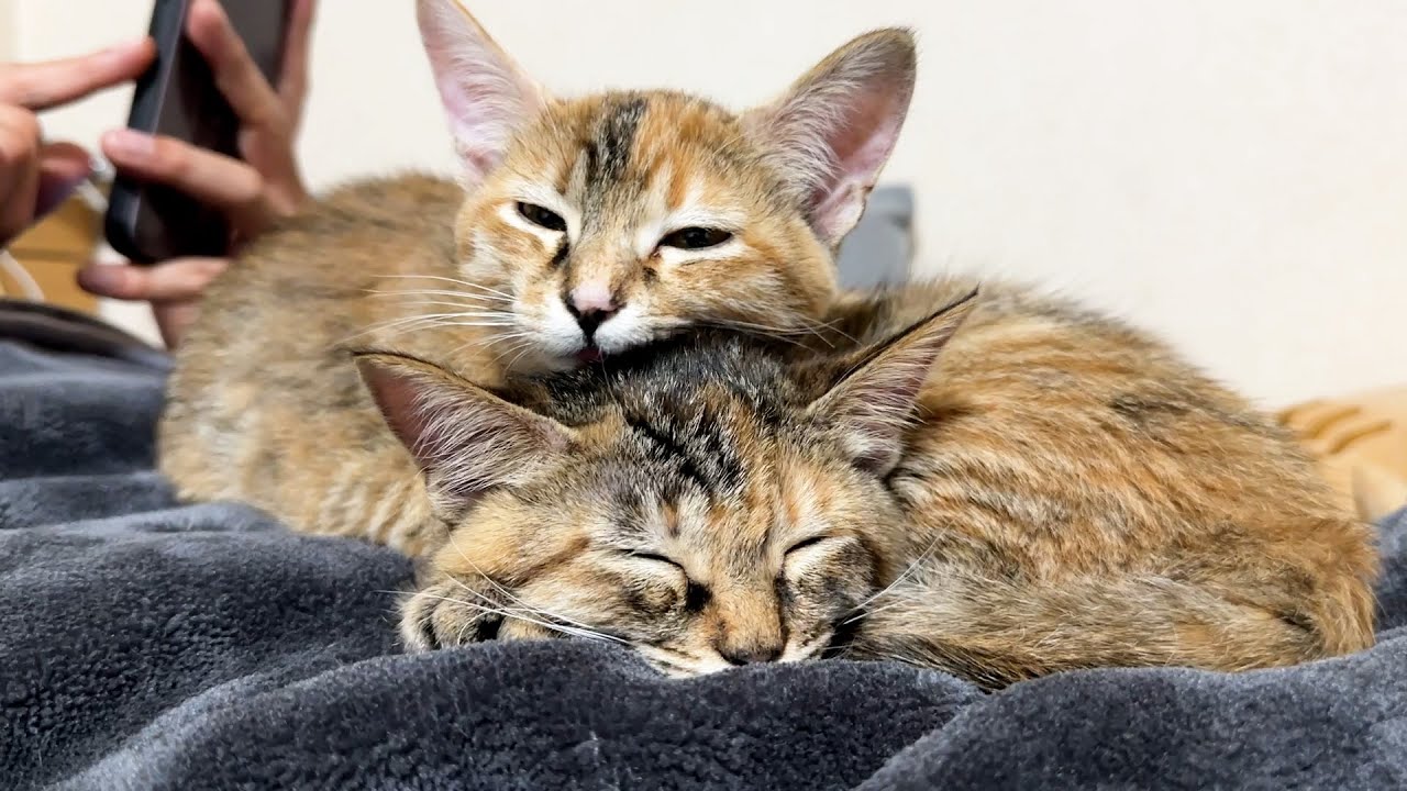 お昼に遊び疲れた子猫と先住猫たちの夜はこんな感じです…