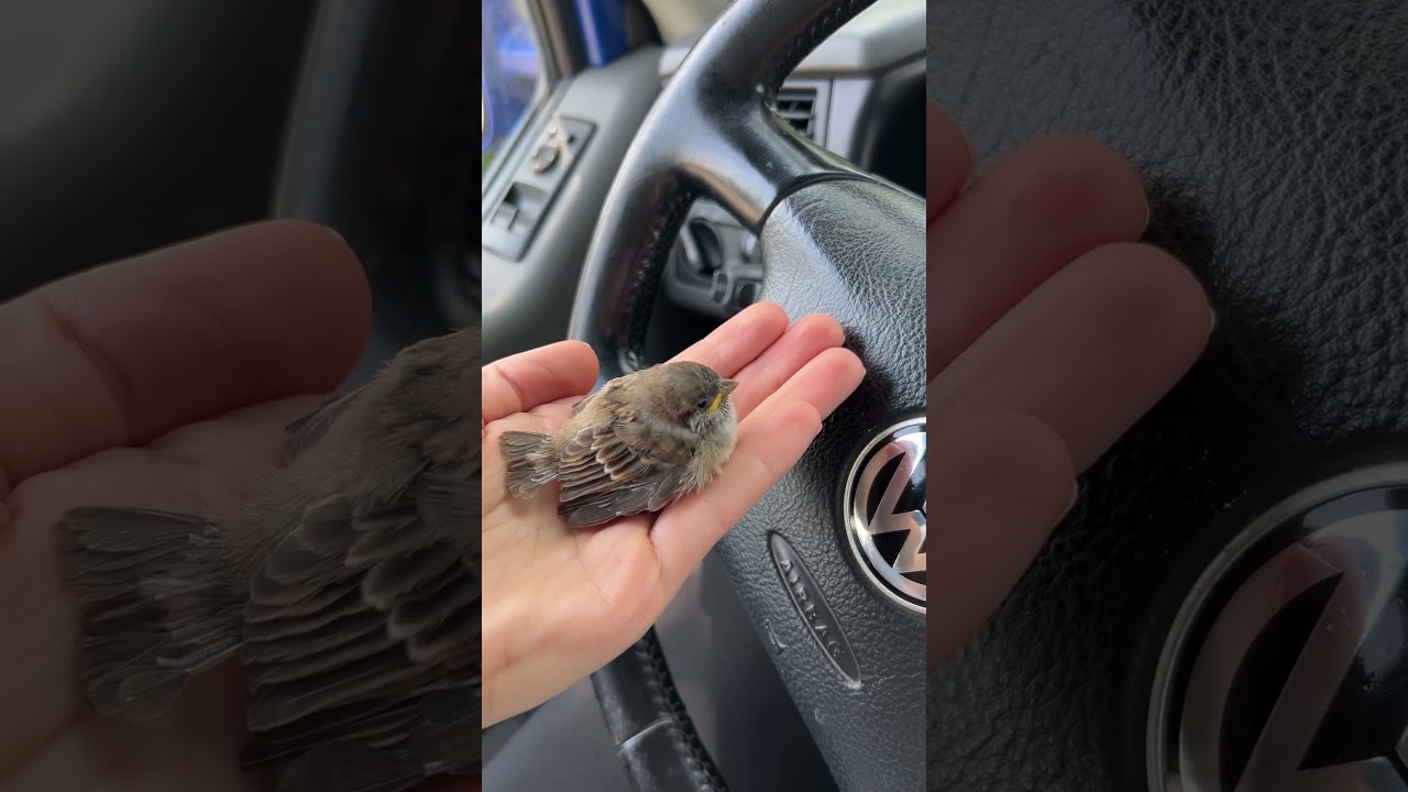 Wenn man nur mal kurz Einkaufen ist #tiere #vogel #birds #k&uuml;ken #spatz #small #cute #baby #shorts