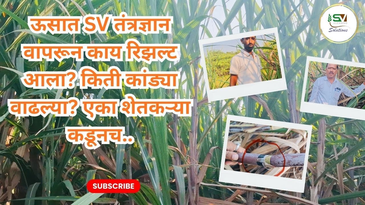 ऊसात SV तंत्रज्ञान वापरून काय रिझल्ट आला? किती कांड्या वाढल्या? ऐका शेतकऱ्या कडूनच..