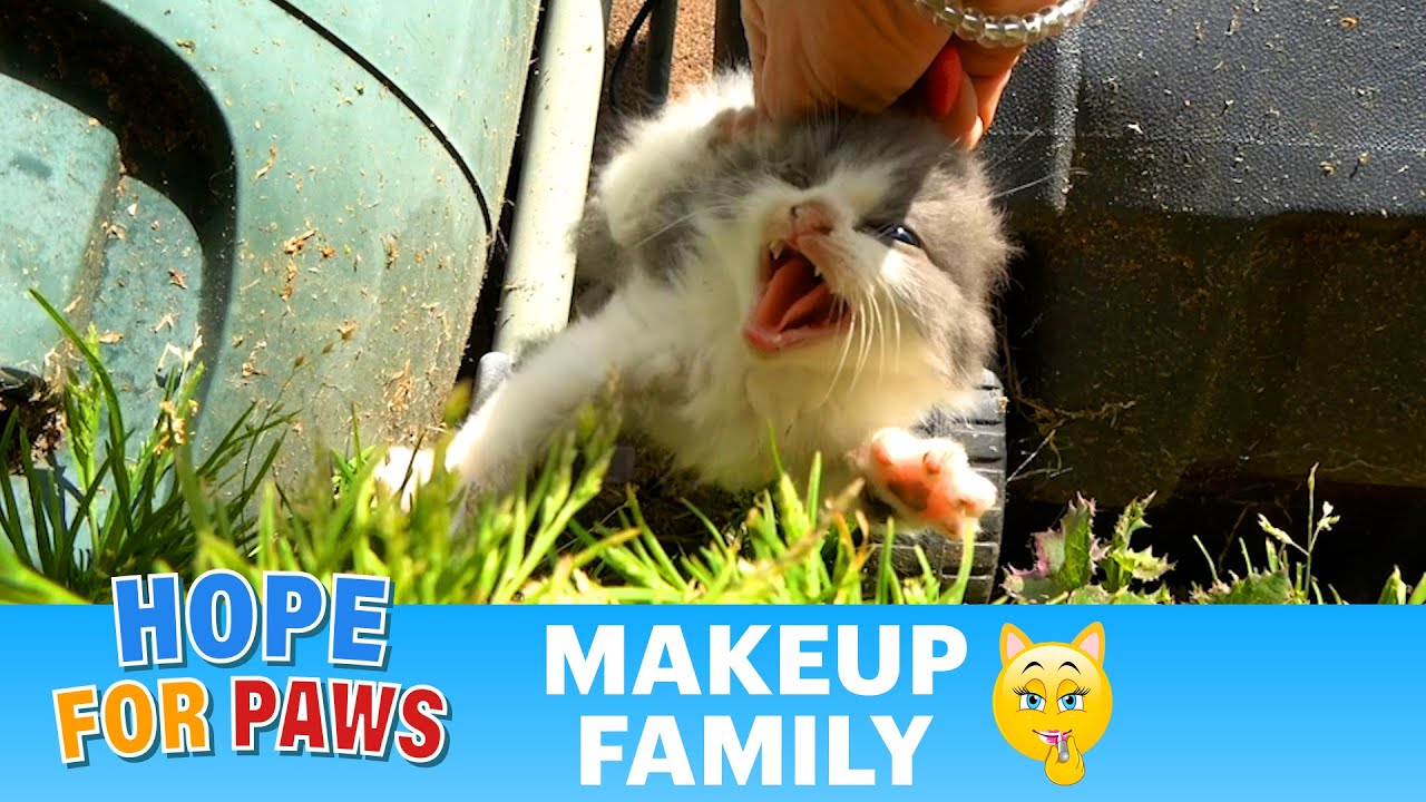 Kittens born on the streets; we got them before they became feral 😸👍 #kittens