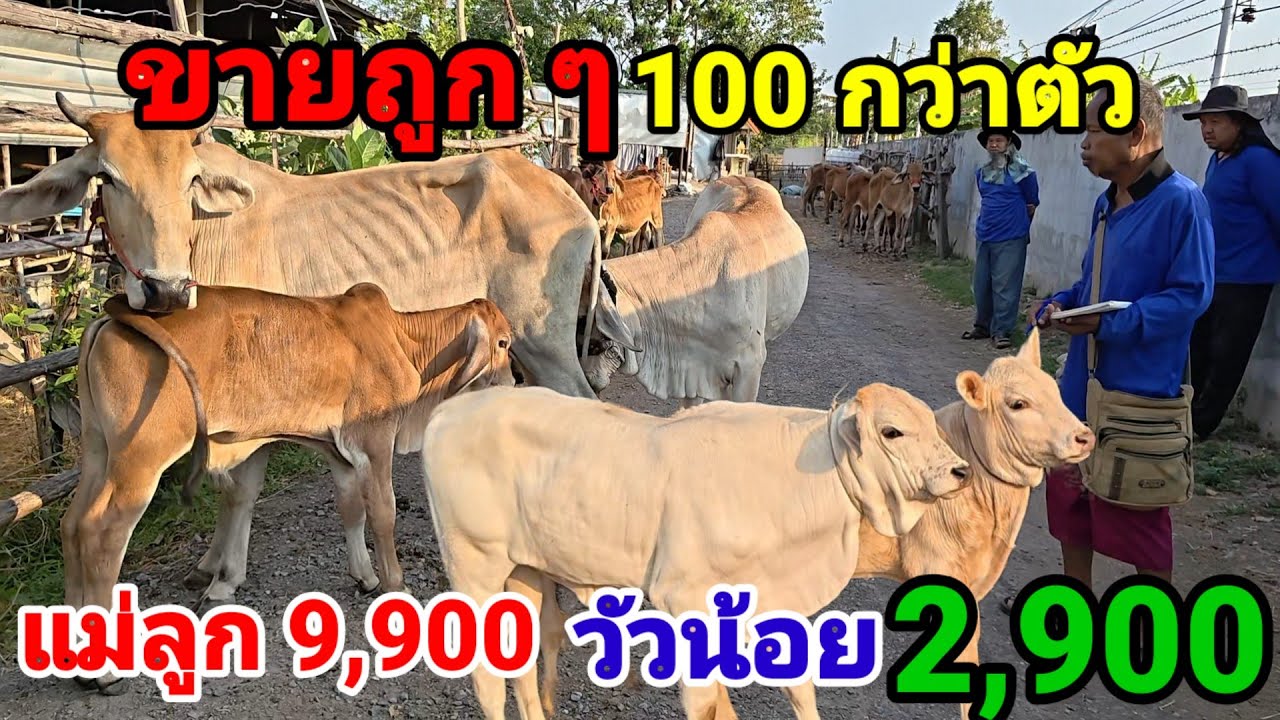 13 มี.ค.69 ขายถูกชุดแม่ลูก ชุดวัวน้อย 100 กว่าตัว เริ่มที่ตัวละ 2,900 มีส่งฟรีอีสาน