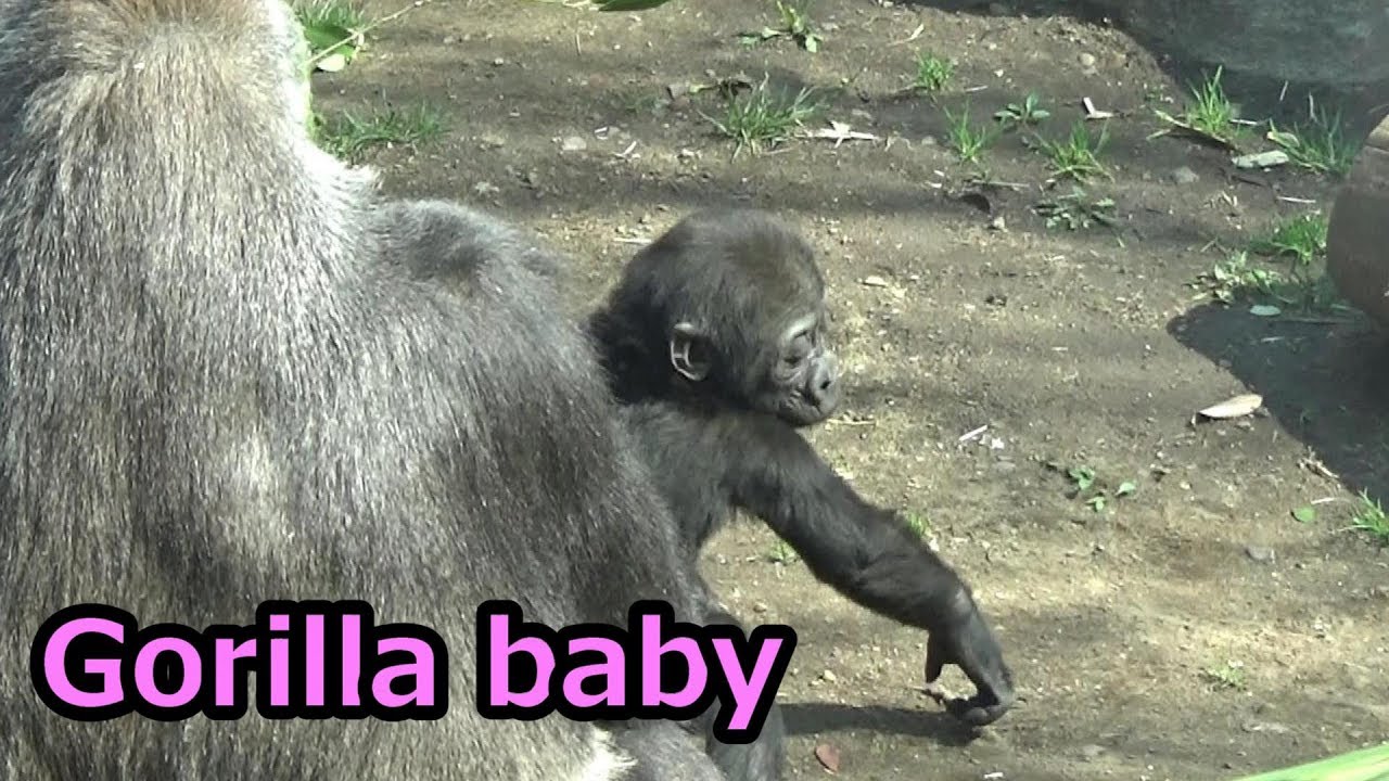 Cute baby gorilla⑤ ゴリラの赤ちゃんリキ　【上野動物園】