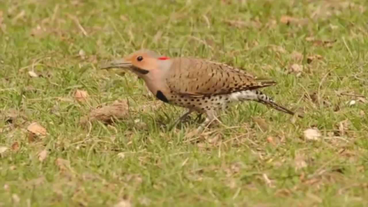 Yellow-shafted Flicker, Colaptes auratus, foraging