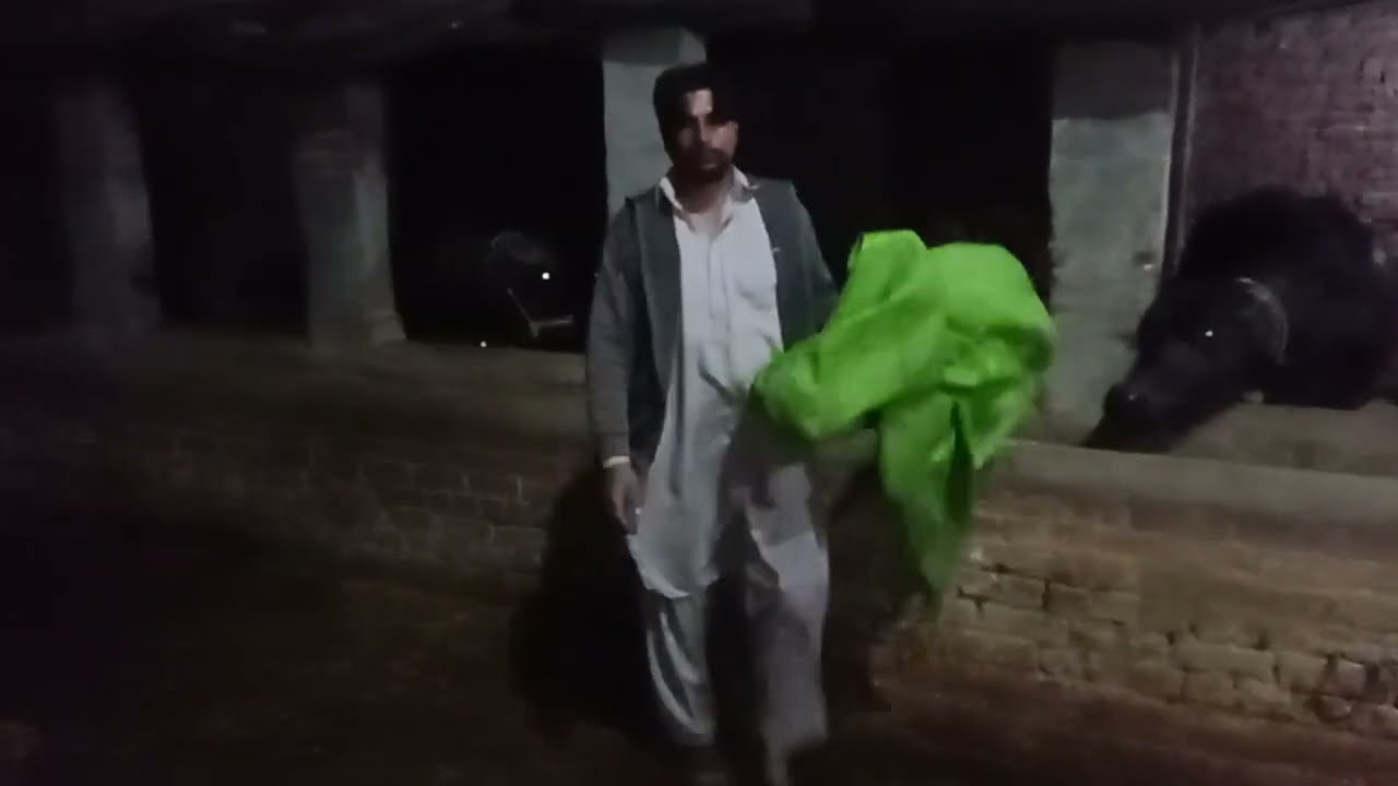 Village Roads, Tubewell & Responsibility Even at Weddings, I Worry About My Buffaloes 🐄