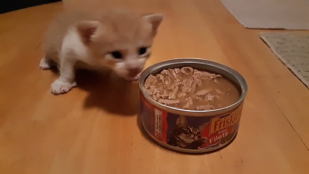 kittens forever