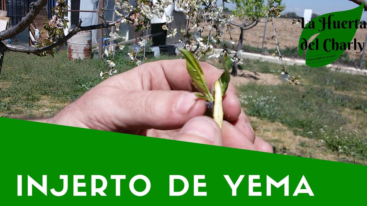 INJERTO DE YEMA DE MELOCOTONERO (DURAZNERO) SOBRE CIRUELO