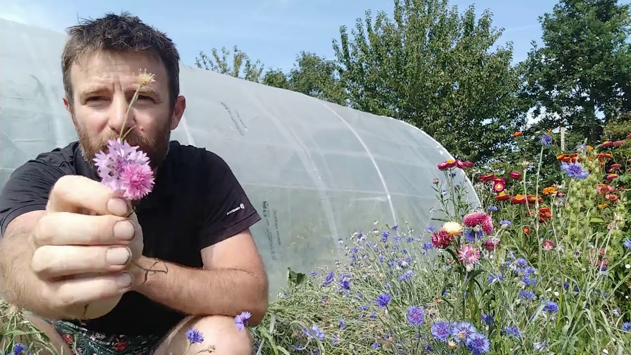 Comment récolter ses graines de fleurs?