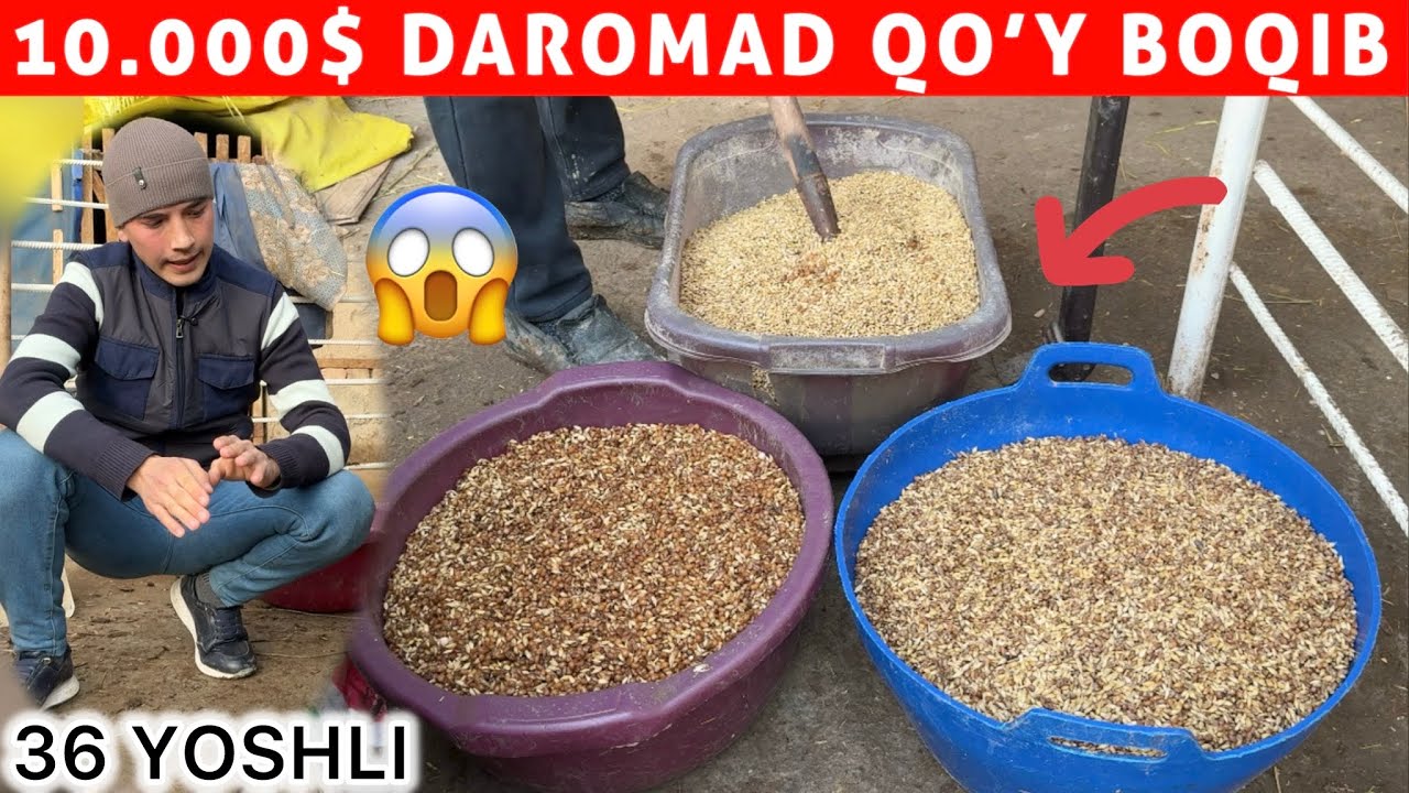 	36 YOSHLI AKAMIZ QOY BOQIB 10.000$ DAROMAD QILYAPTI 😱 15 YILLIK TAJRIBA