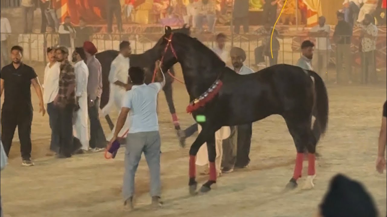 Bhogiwal Horse show🐎 Champion PUNJUB SINGAR 🐎🥇   BABA GURWINDER SINGH 🙏🏻