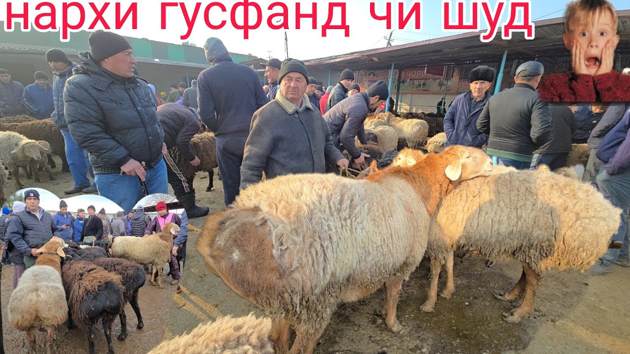 1 марта НАРХИ ГУСФАНД ДАР БОЗОРИ ХУЧАНД МОЛБОЗОРИ ХУДЖАНД ХУЧАНД molbozor 