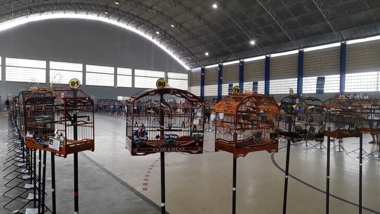 Som de Torneio / Roda de Coleiro e Papa Capim
