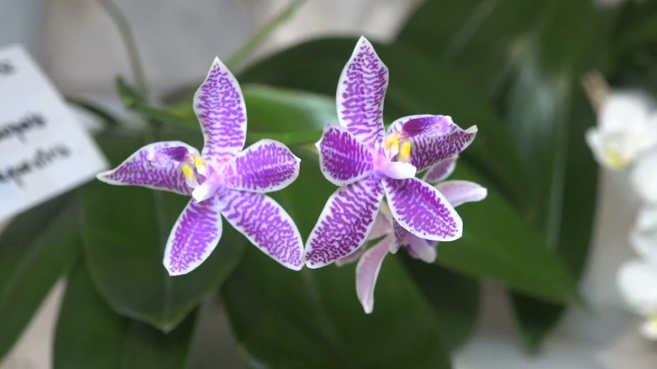 MOSTRA ORCHIDEE 2025 PESCHIERA DEL GARDA