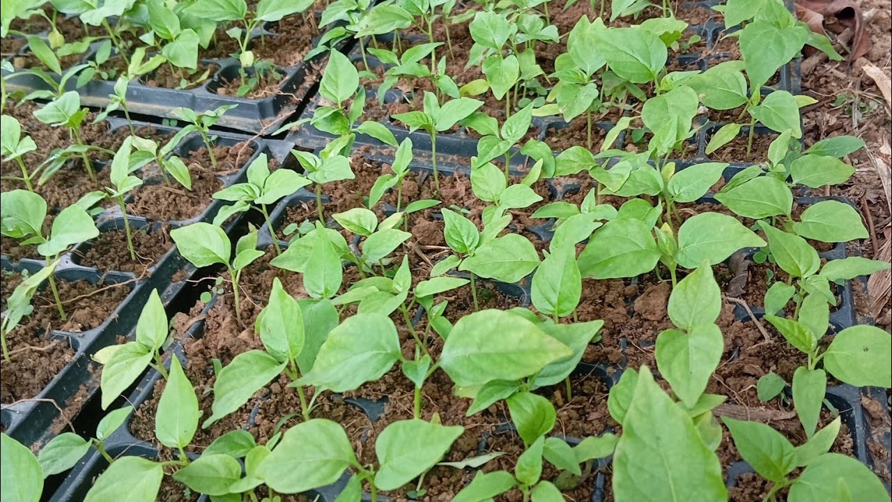 bertanam cabe rawit umur 10 HST,cara perawatan cabe