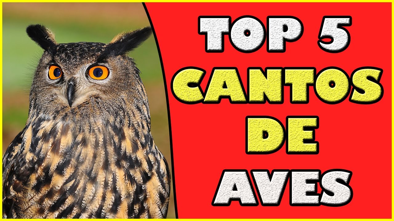 V&Iacute;DEO TOP 5 SONS DE AVES CANTANDO NA NATUREZA - 5 best bird songs (5 Melhores Cantos de Aves ♫ #1)