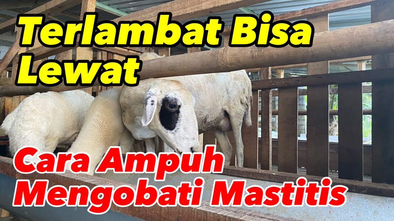 JANGAN SAMPAI TERLAMBAT !!! Begini cara mengobati MASTITIS pada domba maupun kambing