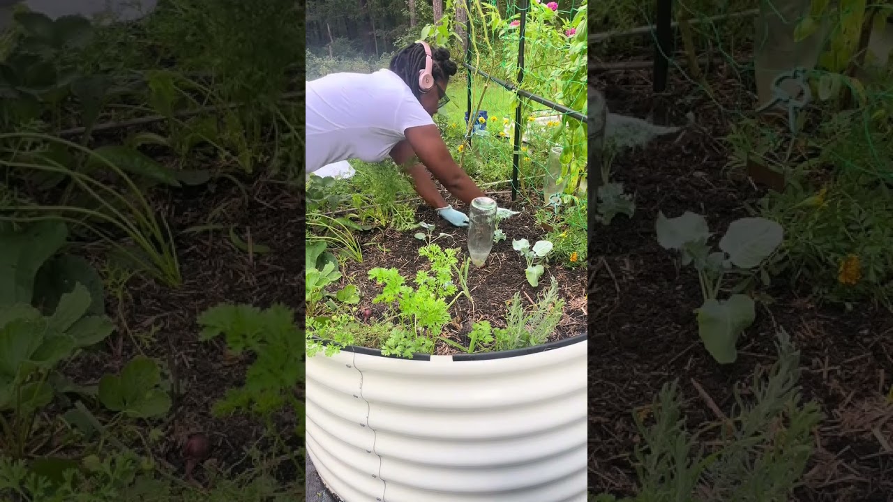 Planting some fall starts #zone7b #urbangardning #gardening #backyardgardening