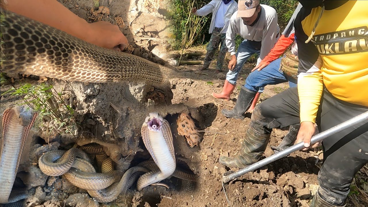 PINAKAMALAKING COBRA NA NAHULI NAMIN NA UMABOT NG 6 FEET AT SINGTABA NG BRASO