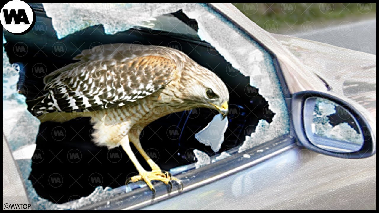Comment les Animaux Avertissent les Gens d'une Catastrophe Imminente ?