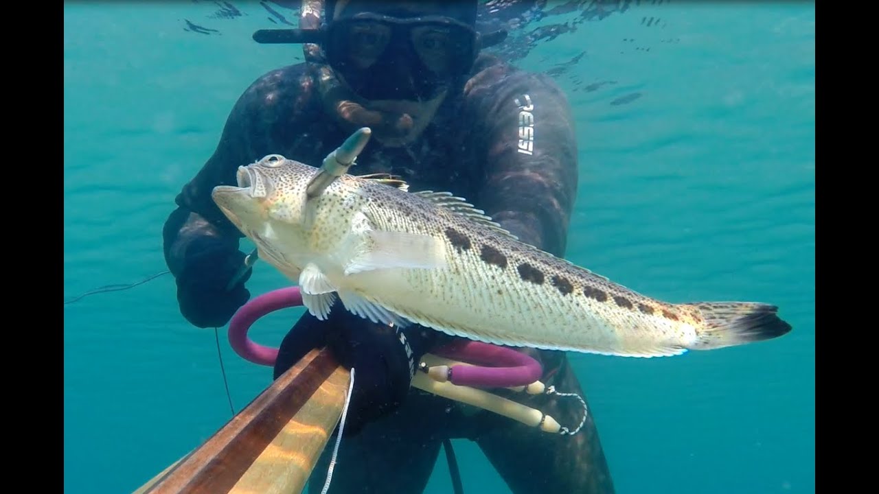 Pesca sub: Orata, Sarago e Tracina estate 2015