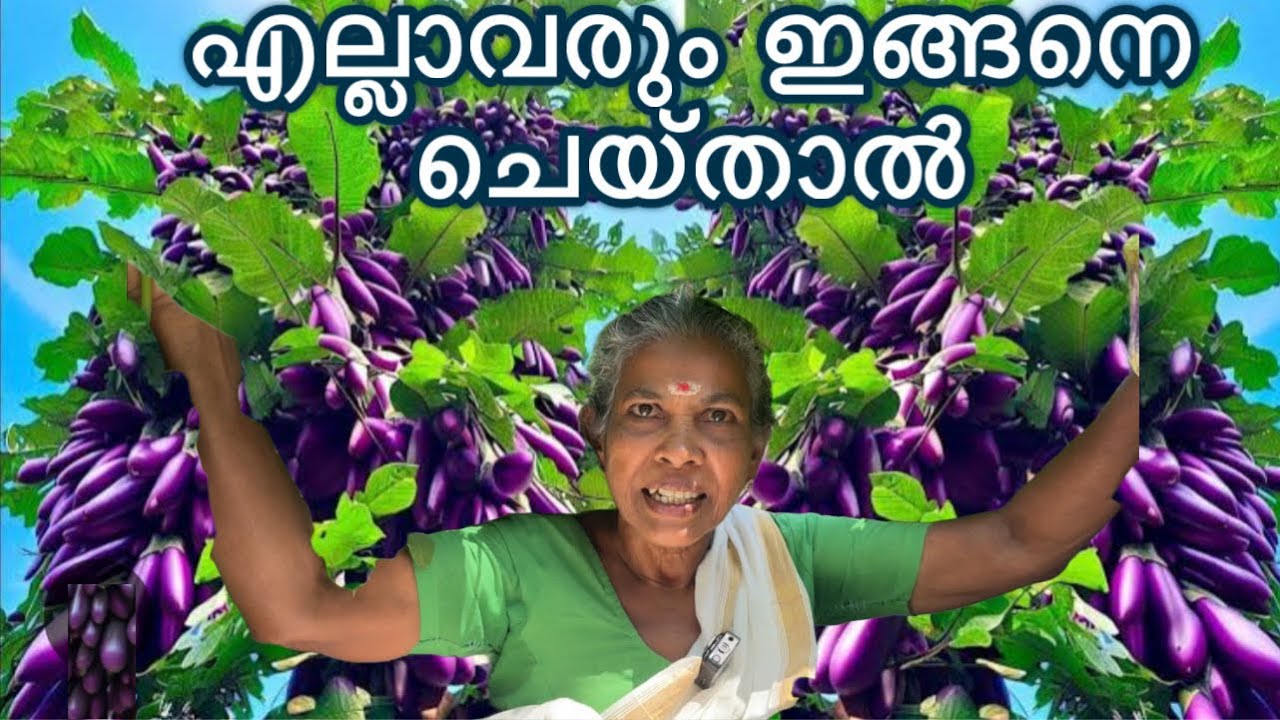 ഇനിയെങ്കിലും വിഷം ആരും കഴിക്കരുത് vegetable plant kerala malayalam