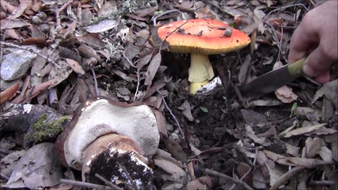 Porcini e ovoli..che spettacolo!!!