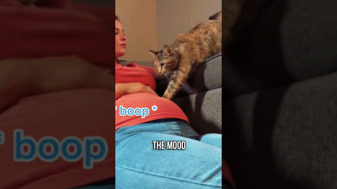 🐱How Cats Benefit Pregnant Women 💖🤰
