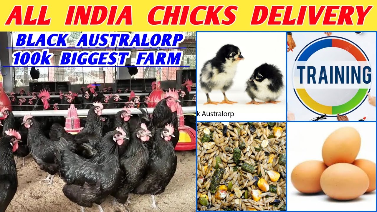 Biggest Black Australorp farm in India | hatching eggs, Chicks, Feed, Training in Kkr Farms Pvt Ltd