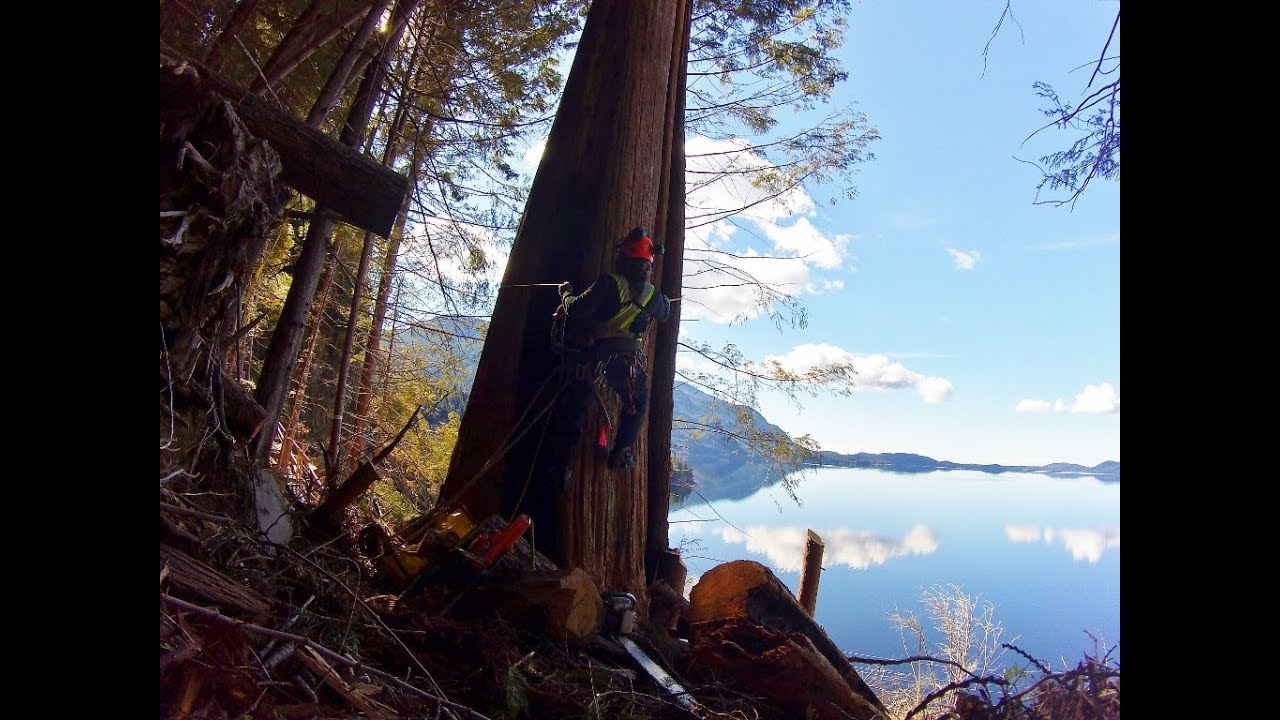 #Dangerous jobs Dead Tree Topping