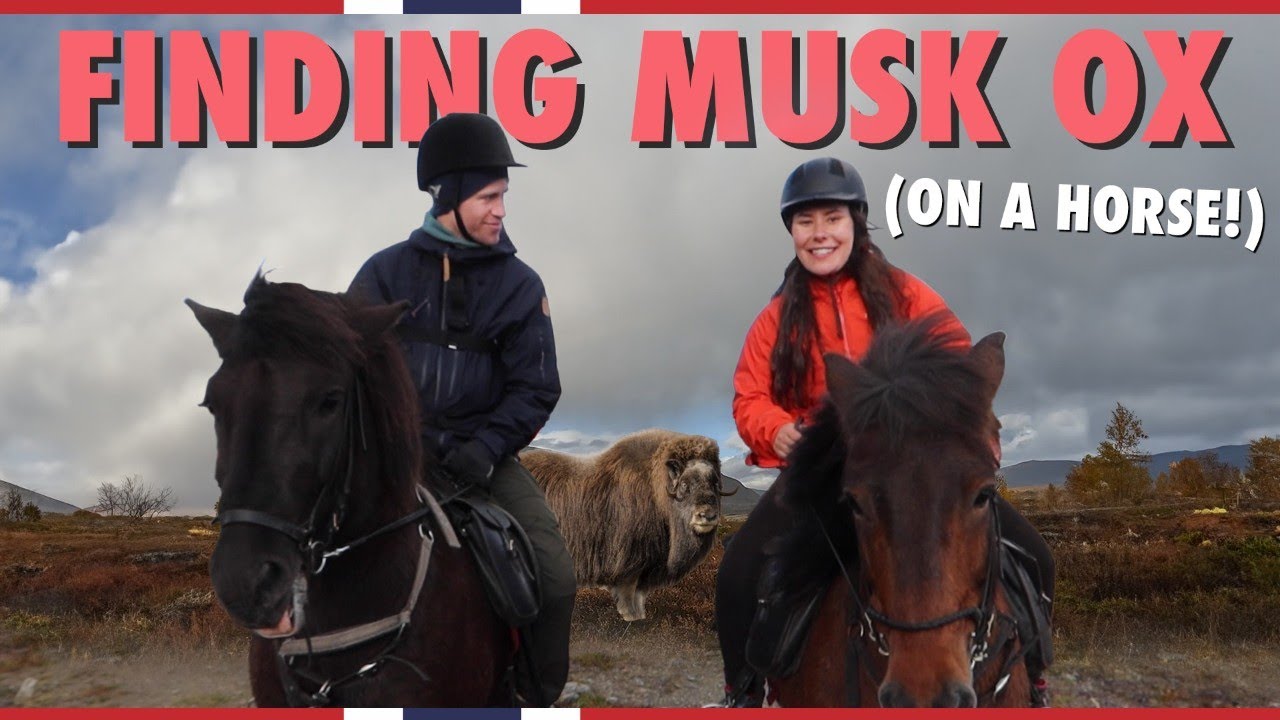 Safari, Norwegian style: Looking for Musk ox from horseback! | Visit Norway