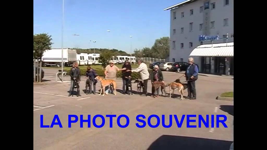 Accueil de Greyhounds retrait&eacute;s des courses par l'association L&eacute;vriers en D&eacute;tresse