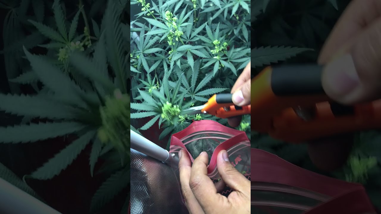 Cannabis Mazar Pollen Extraction