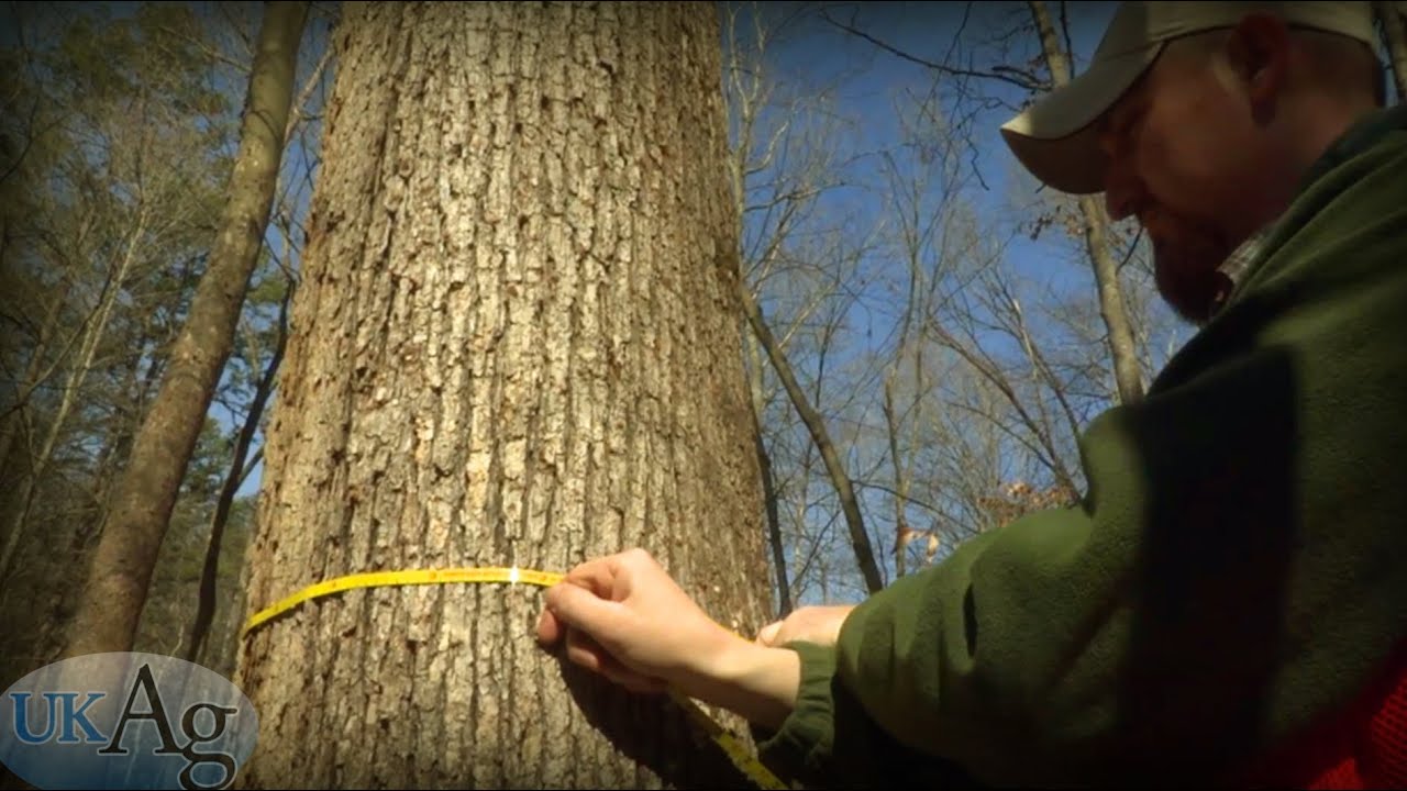 The Forest Industry - In Southeast Kentucky