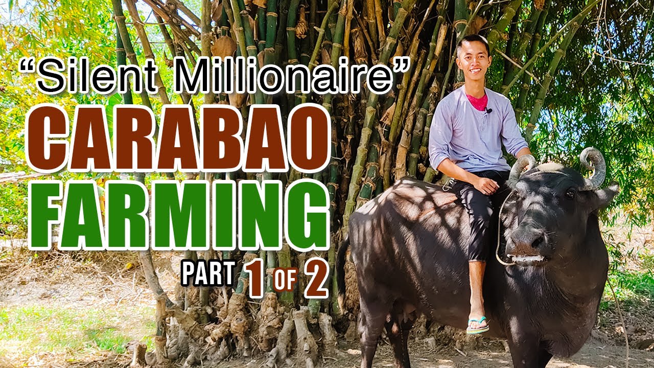 AMAZING CARABAO FARMING | SILENT MILLIONAIRE: 23 Y/O, KUMIKITA NG 100K PER MONTH SA GATAS NG KALABAW