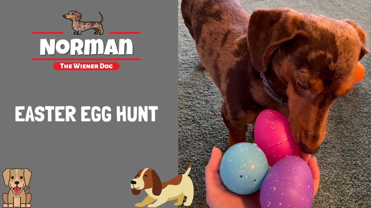 Easter Egg Hunt 🥚🐰🐣😋