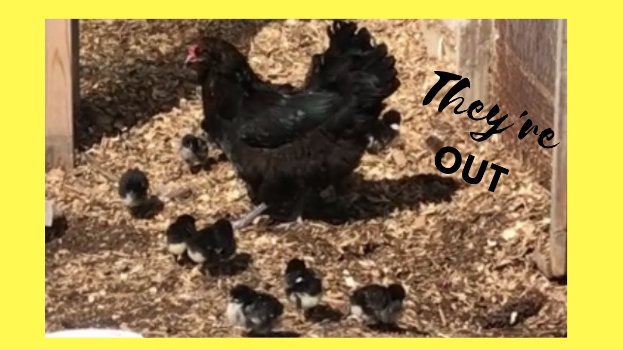 They're OUT!  Broody Hen Takes the Chicks Outside