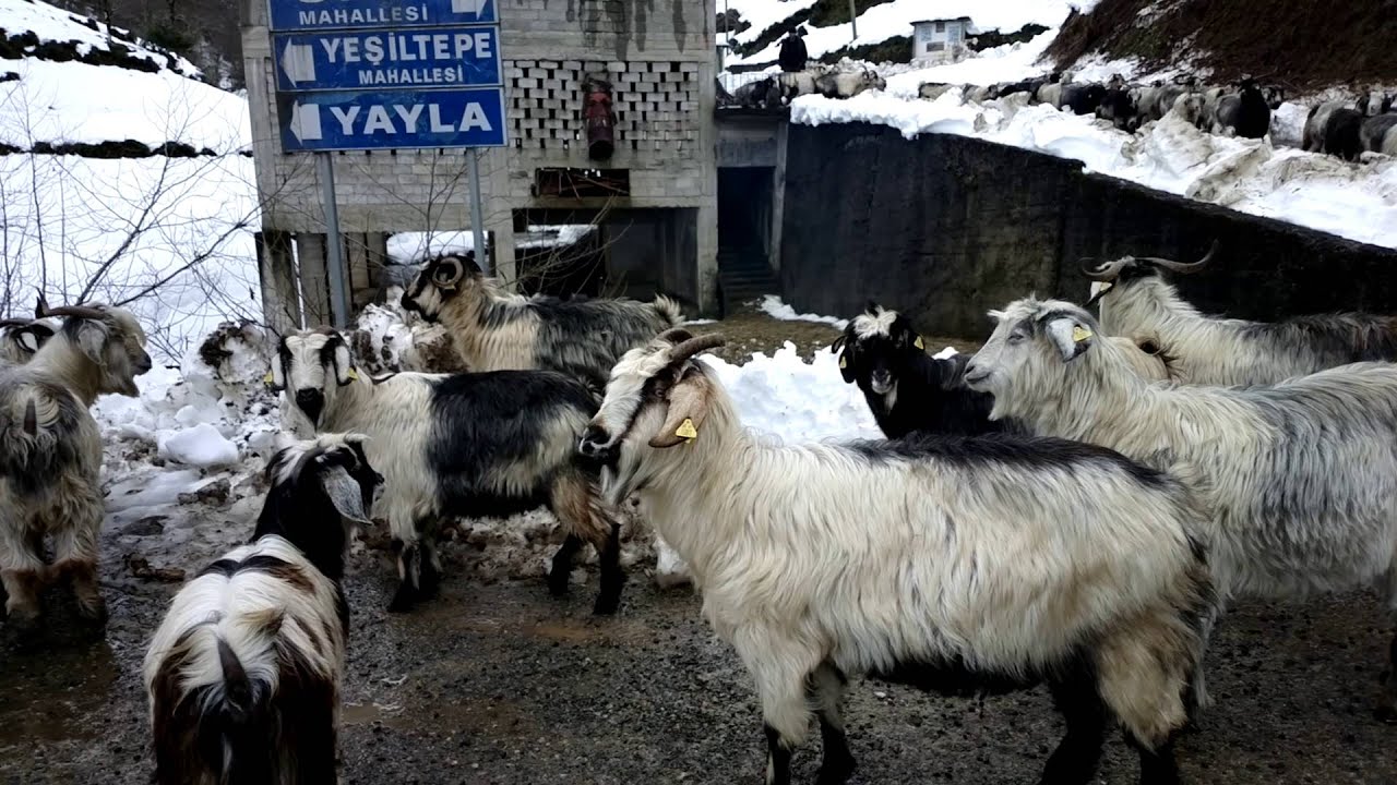 Ağaçseven Köyünde Sabah Vakti Keçilerin Salınması 2016.01.07