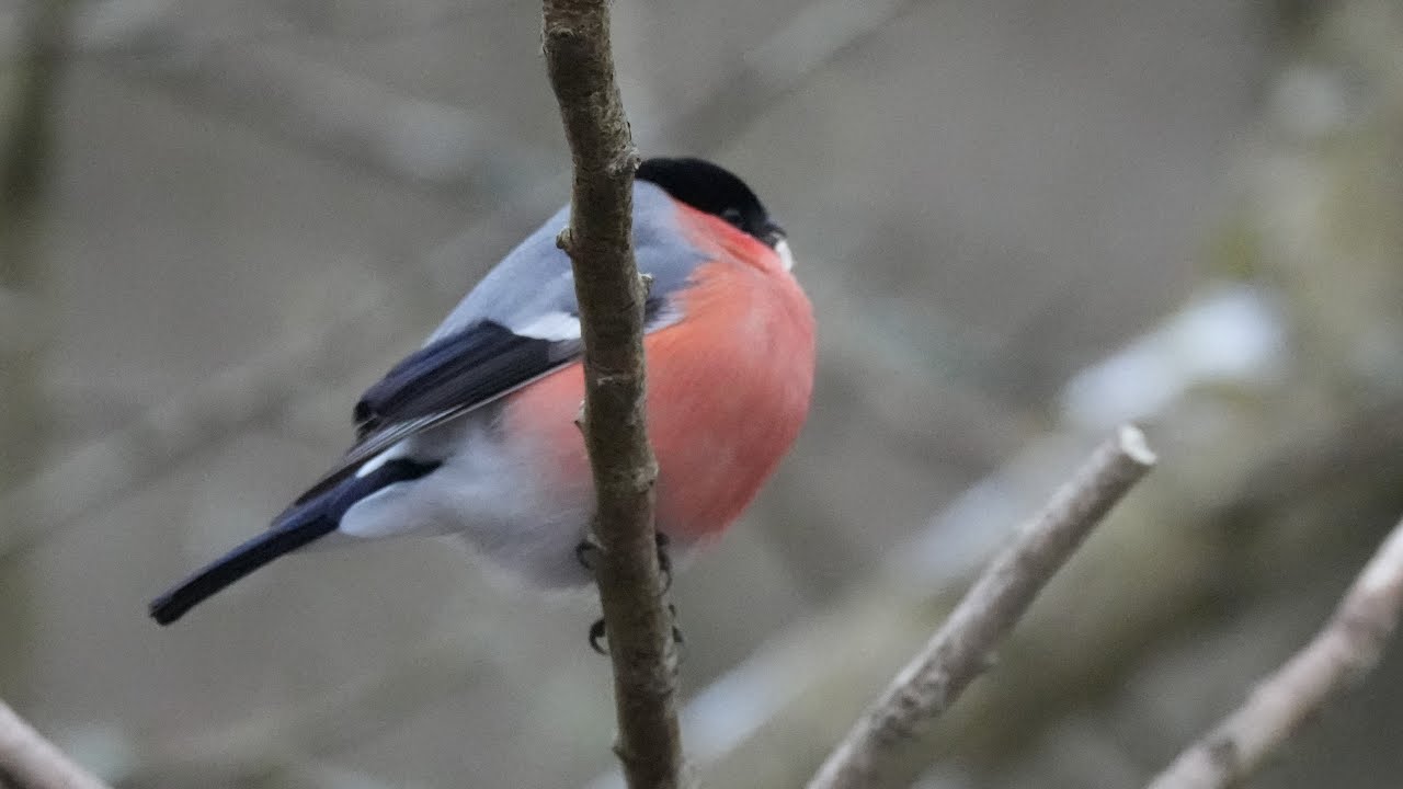 Middenduin 11 1 2026