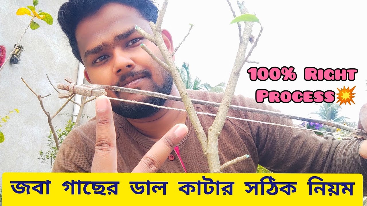 জবা গাছের ডাল কখন কিভাবে কাটবো | how to prune hibiscus plant | @The Bong Garden