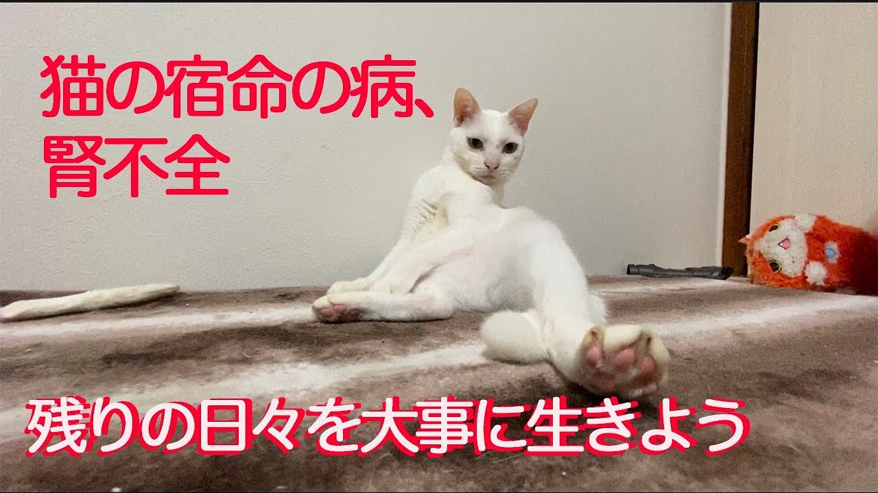 猫の宿痾・腎不全の兆候と経過について考える Thinking about initial symptom of the cat with kidney failure