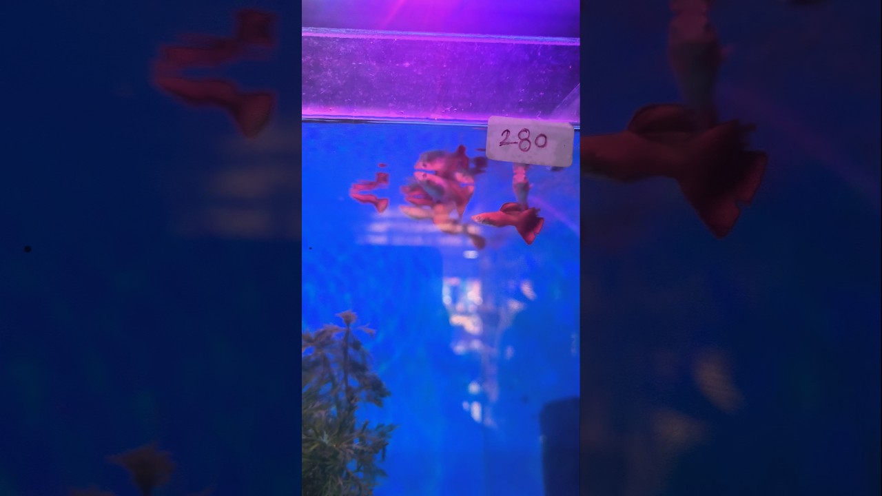 Guppies . red guppy . super red ✨🍀 #aquarium #petfish