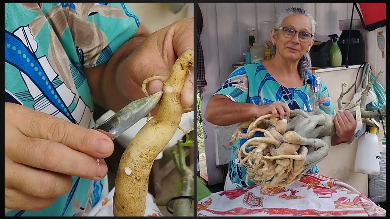 Retirada de Podridão durante a Limpeza de Raiz da Rosa do Deserto