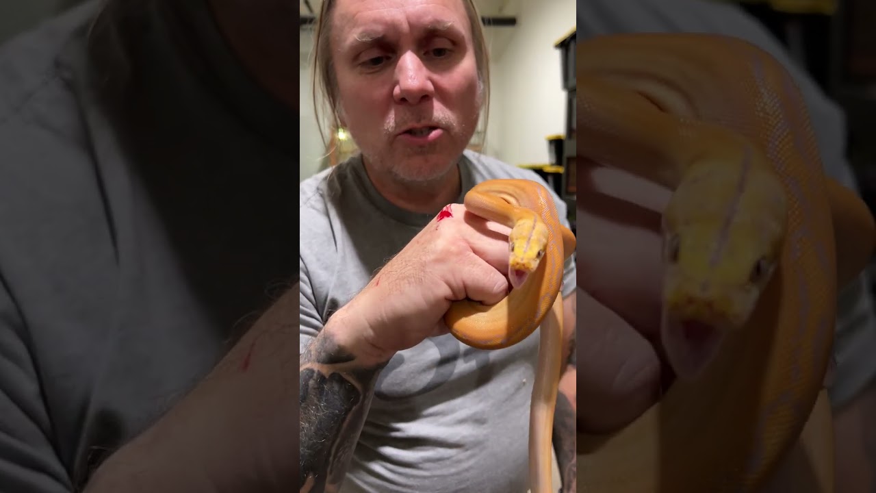 Bitten By Snake! Ouch! #reptiles