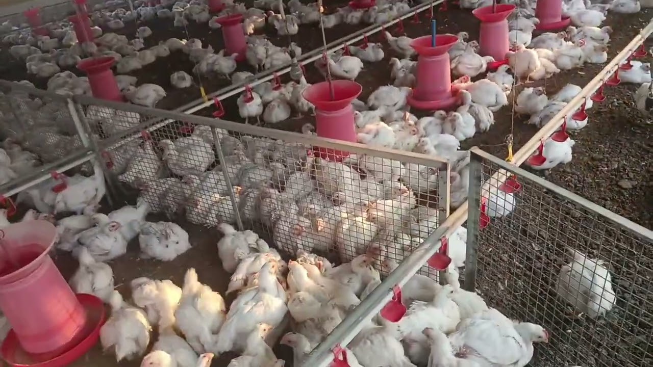 पहला फॉर्म का मुर्गी का वजन 35 दिन में 2 किलो 200g #poultryfarming #farming 