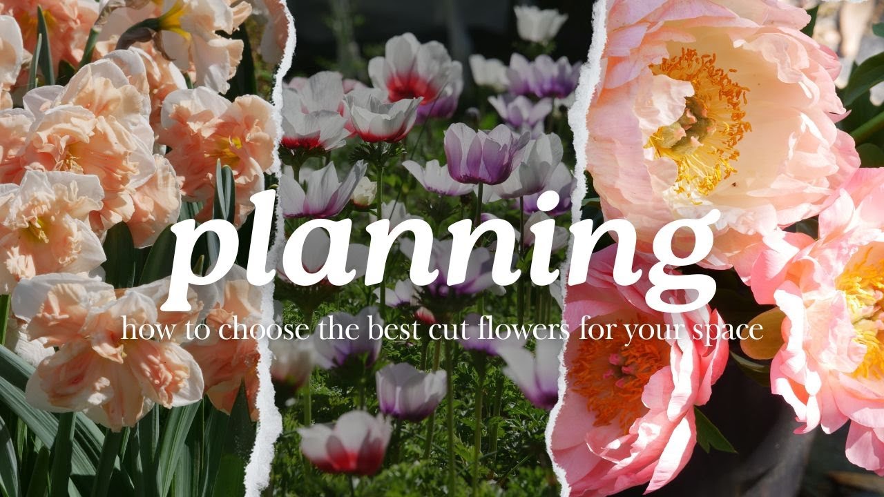 CUT FLOWERS FOR BEGINNERS: HOW TO CHOOSE // Helpful Tips for First-Time Flower Growers