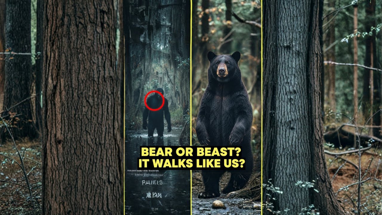 The Florida Skunk Ape: Real Cryptid or Black Bear? | Unwritten Verdict