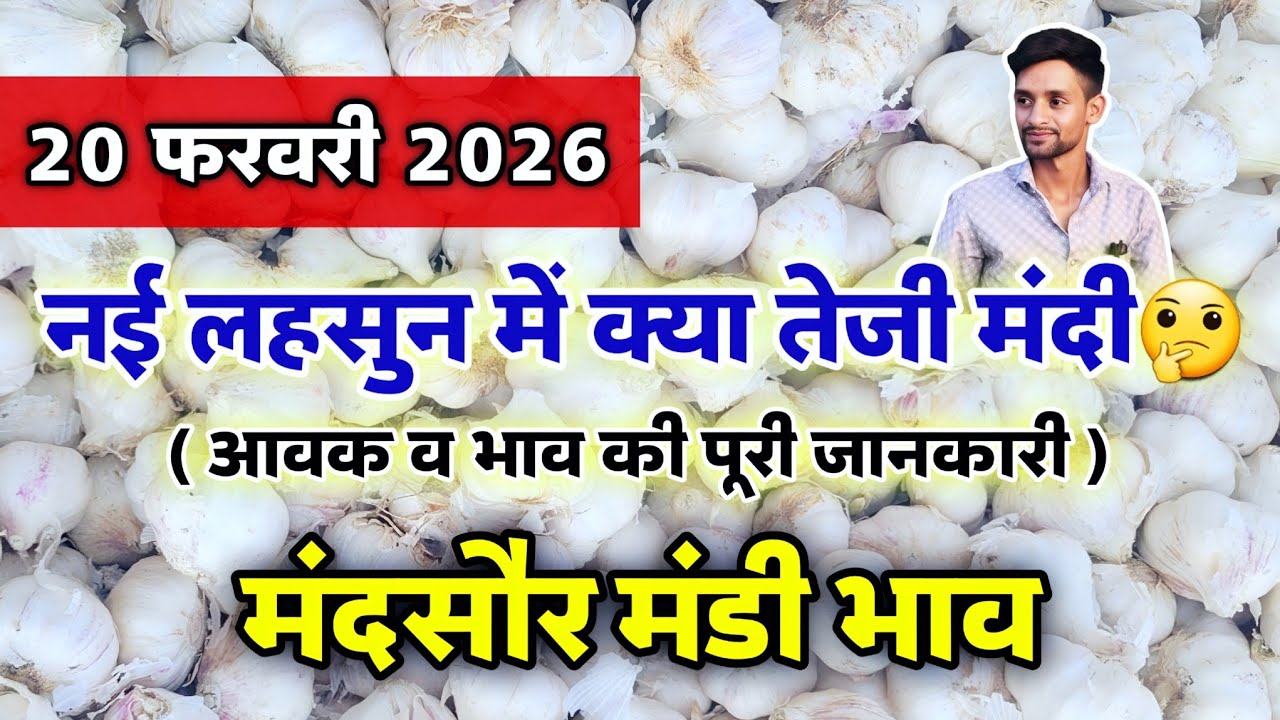 नई लहसुन का भाव मंदसौर मंडी 20 फरवरी 2026 | ooty lahsun | New Garlic Rate #mandsaur_mandi_bhav 